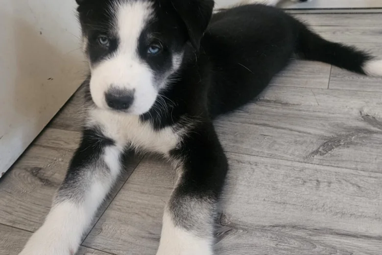 Siberian Husky
