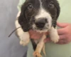 English Springer Spaniel