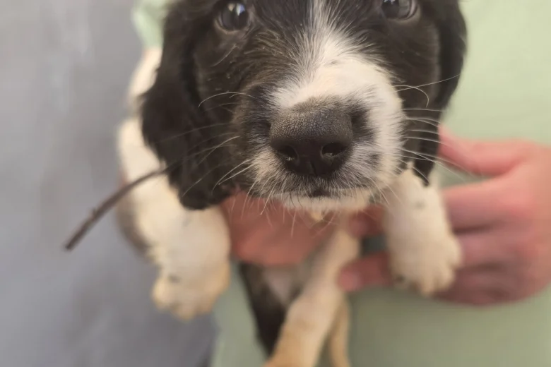 English Springer Spaniel