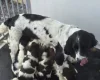 English Springer Spaniel