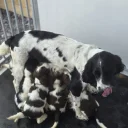 English Springer Spaniel