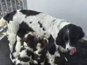 English Springer Spaniel