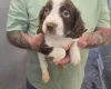 English Springer Spaniel