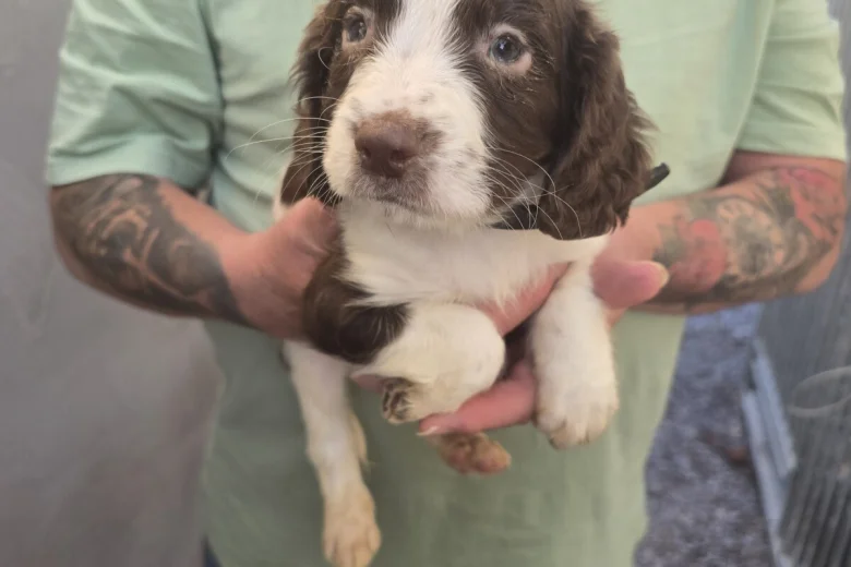 English Springer Spaniel