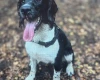 English Springer Spaniel