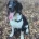 English Springer Spaniel