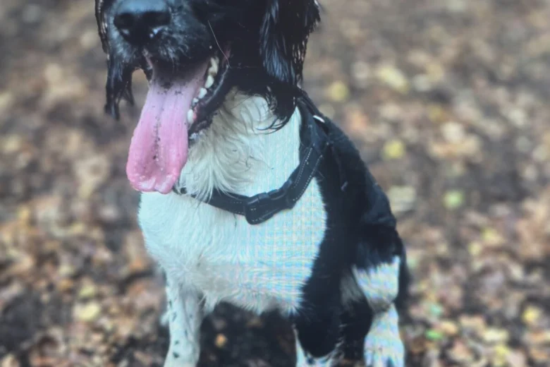 English Springer Spaniel