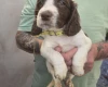 English Springer Spaniel