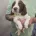 English Springer Spaniel