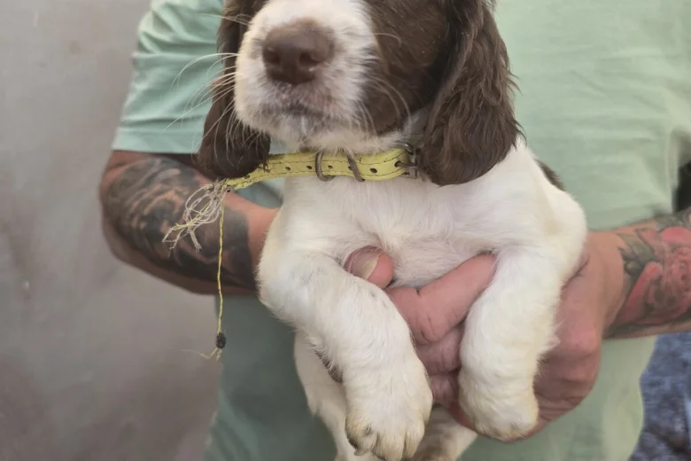 English Springer Spaniel