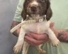English Springer Spaniel