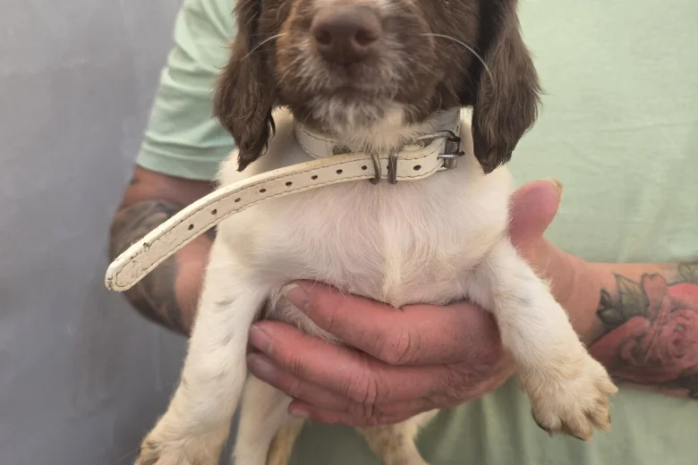 English Springer Spaniel