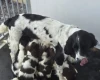 English Springer Spaniel