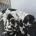 English Springer Spaniel
