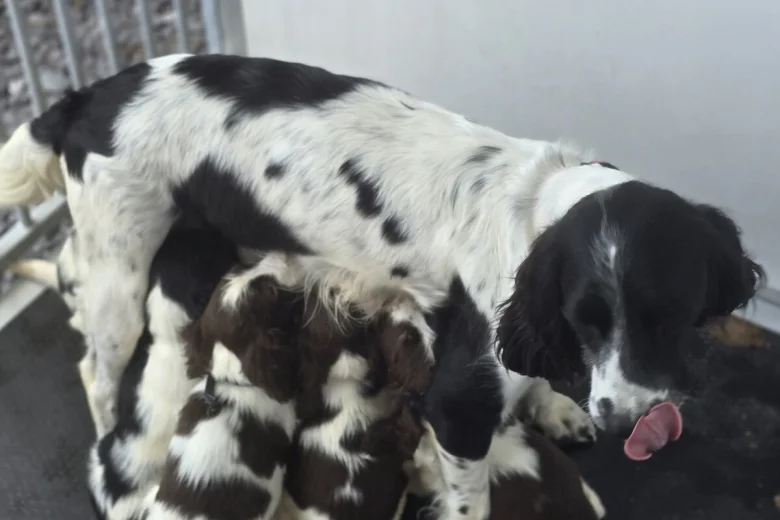 English Springer Spaniel