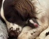 English Springer Spaniel