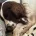 English Springer Spaniel