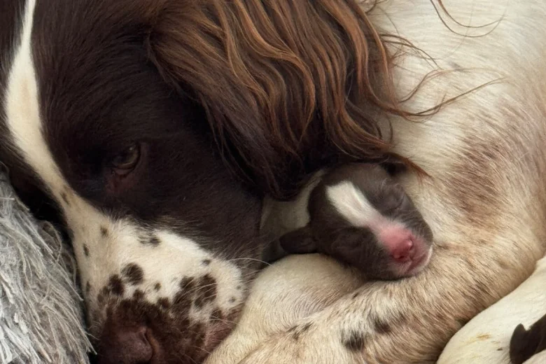English Springer Spaniel