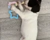 English Springer Spaniel