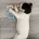 English Springer Spaniel