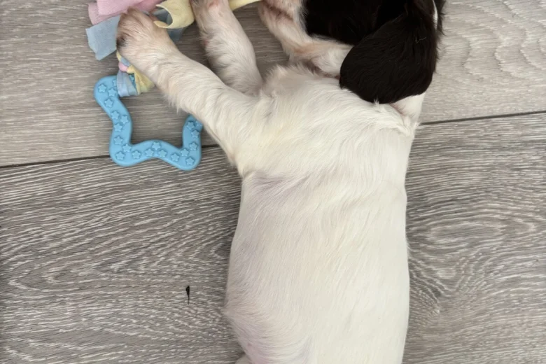 English Springer Spaniel