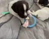 English Springer Spaniel