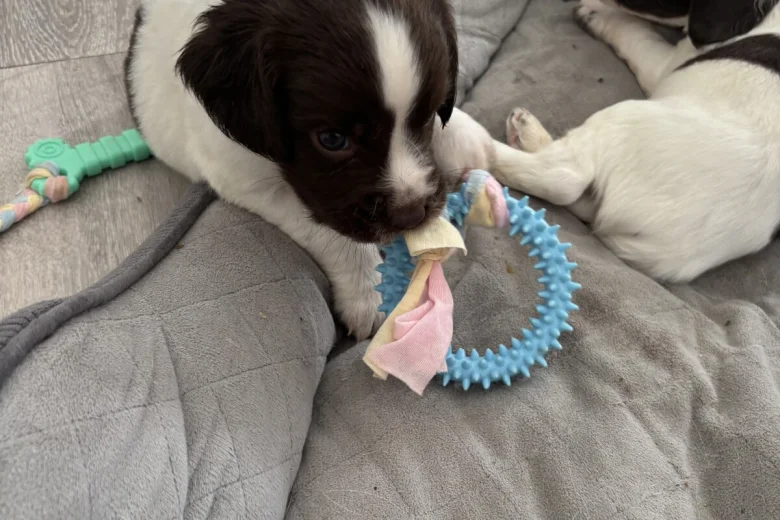 English Springer Spaniel