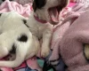 English Springer Spaniel