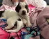 English Springer Spaniel
