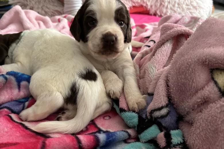 English Springer Spaniel