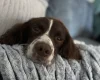English Springer Spaniel