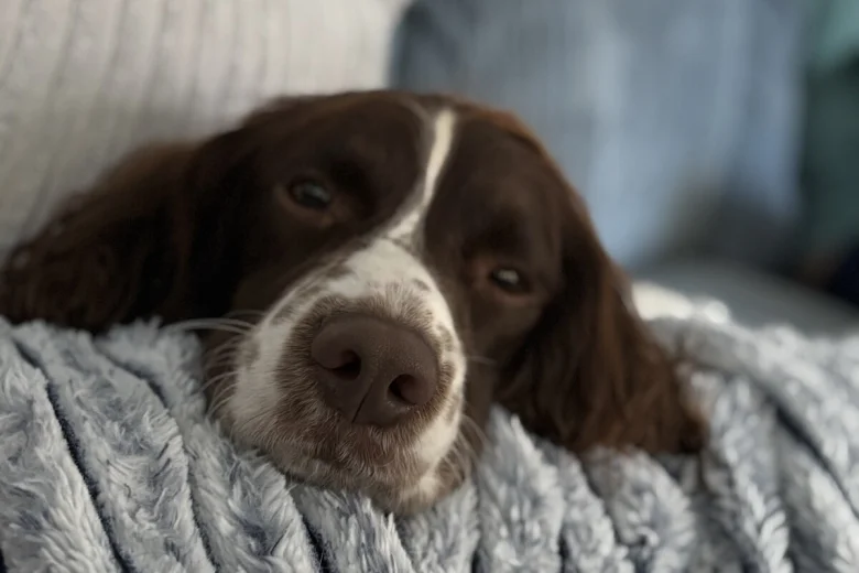 English Springer Spaniel