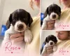 English Springer Spaniel
