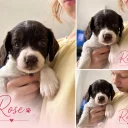 English Springer Spaniel