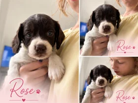 English Springer Spaniel