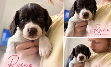 English Springer Spaniel