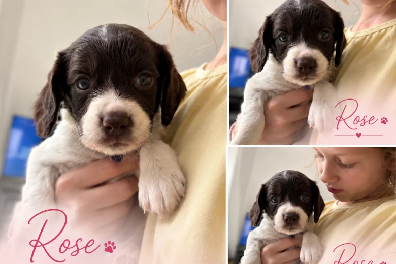 English Springer Spaniel