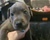 Staffordshire Bull Terrier