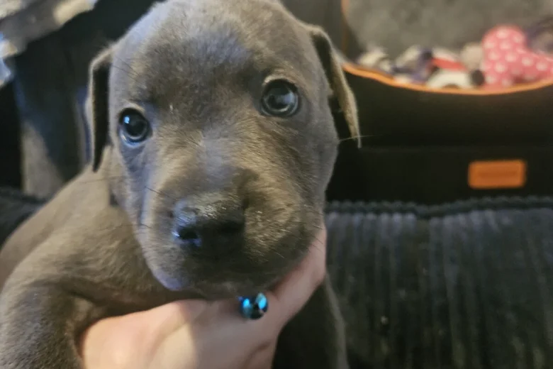 Staffordshire Bull Terrier