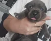 Staffordshire Bull Terrier