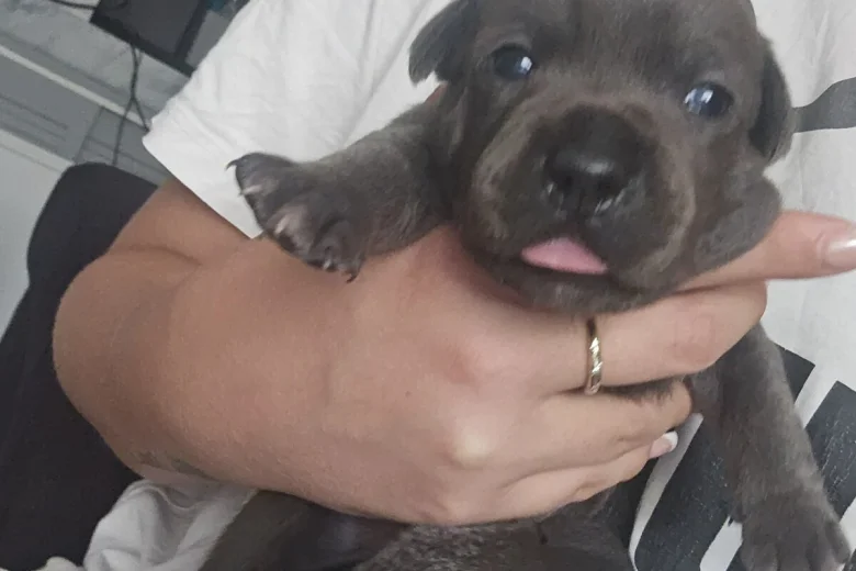 Staffordshire Bull Terrier