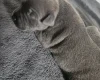 Staffordshire Bull Terrier