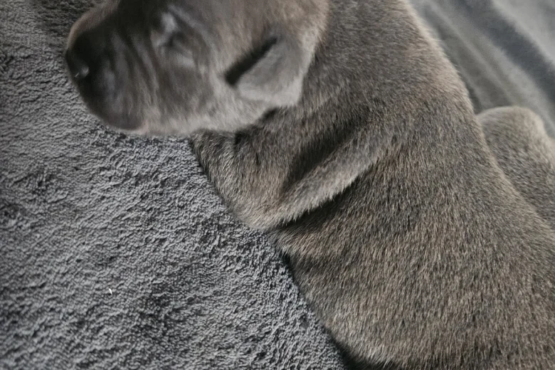 Staffordshire Bull Terrier