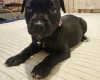 Staffordshire Bull Terrier