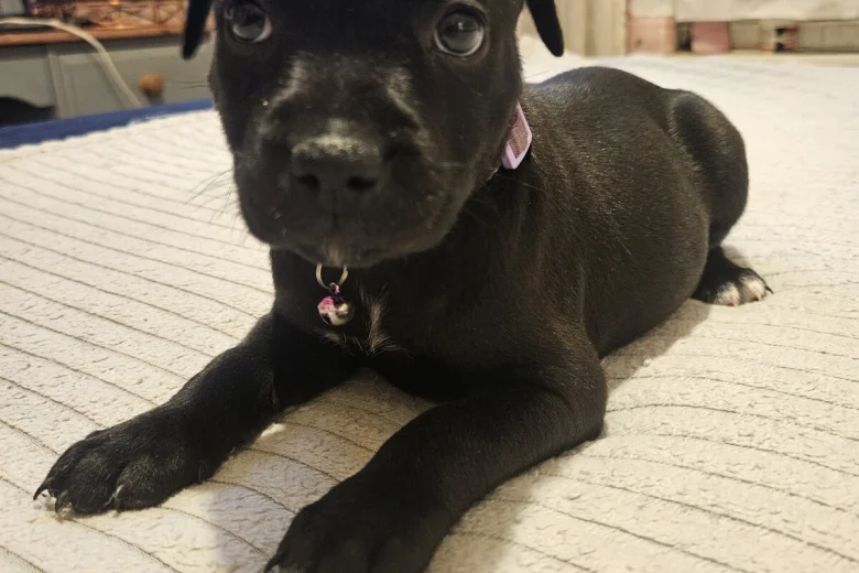 Staffordshire Bull Terrier