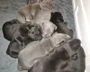 Staffordshire Bull Terrier