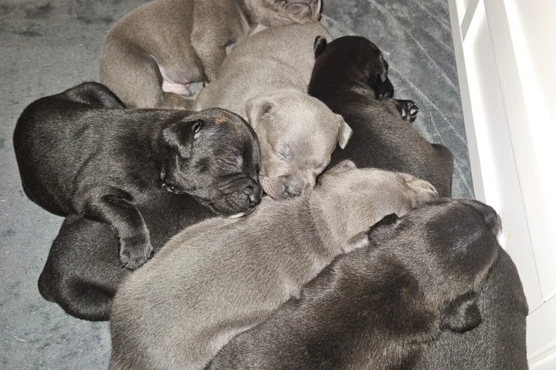 Staffordshire Bull Terrier