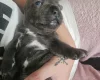 Staffordshire Bull Terrier