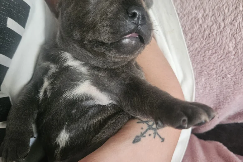 Staffordshire Bull Terrier