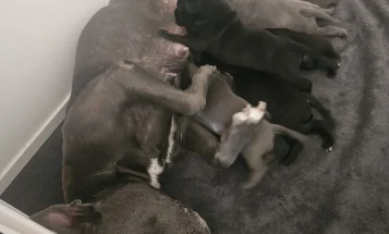 Staffordshire Bull Terrier